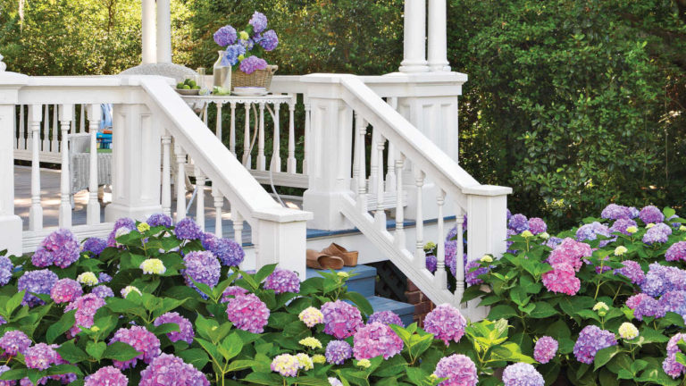 Hydrangeas on Porch Mack Land Landscape Architects Wauconda Denver