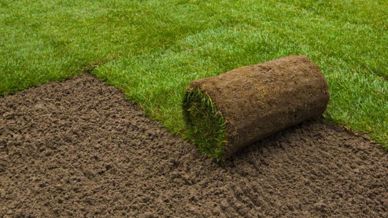 Restoring your lawn Chicago | Denver