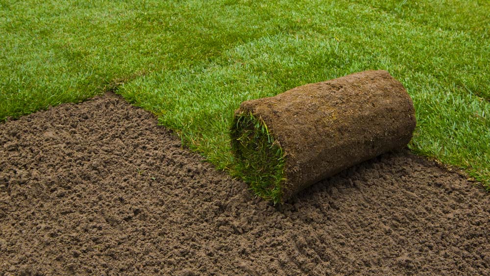 Mack Land LLC - Restoring your lawn, seed vs sod