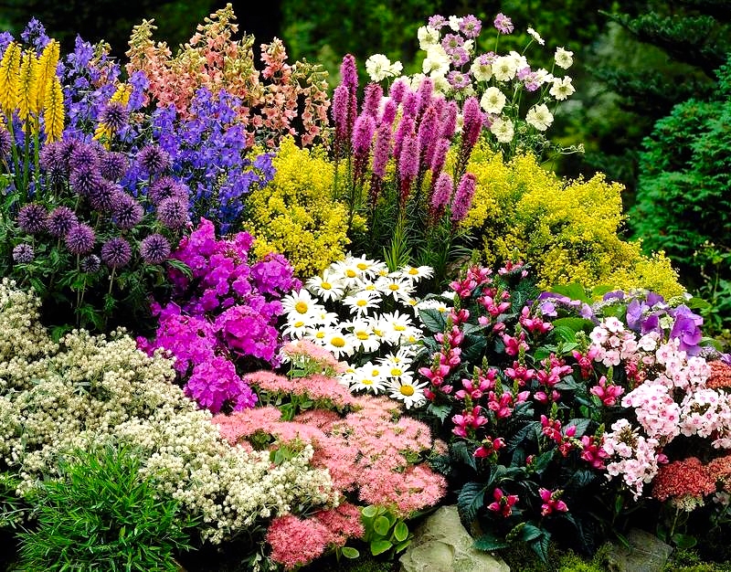Клумбы из многолетних цветов для дачи фото с названиями