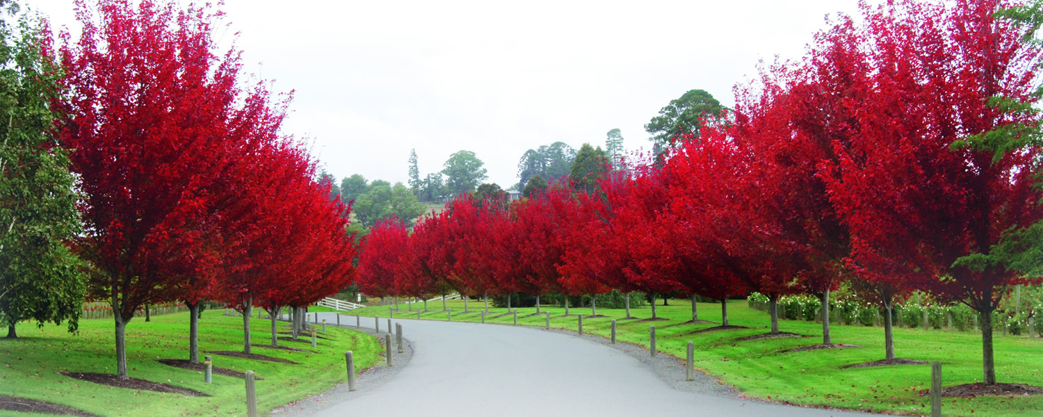Best Flowering Ornamental Trees