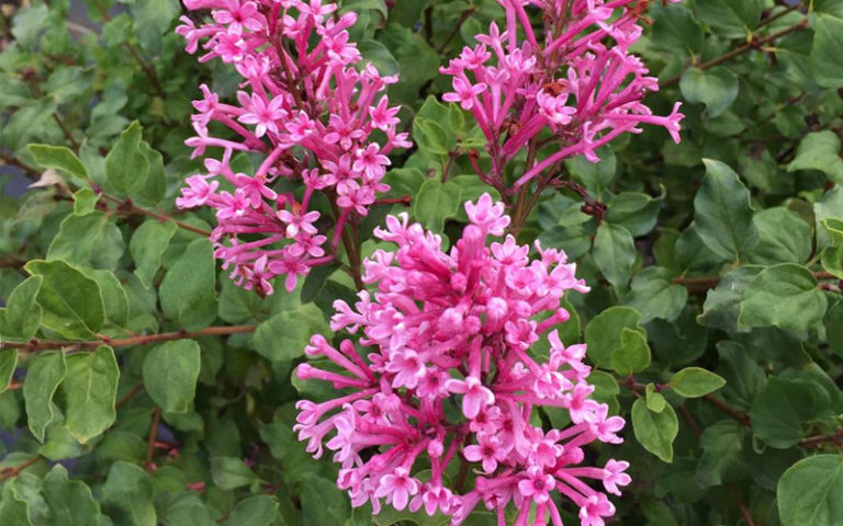 New Deciduous Shrubs for 2019