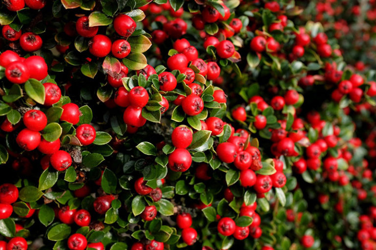 Shrubs for Winter Interest