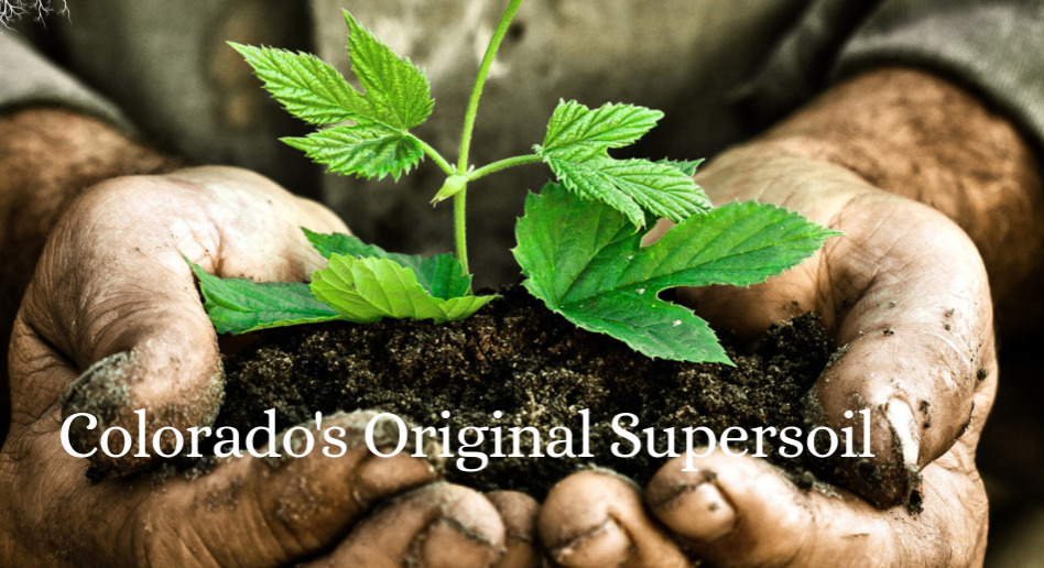 Fill Dirt vs Planting Soil